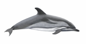 Striped dolphin Copyright Andrew Livingstone, HWDT